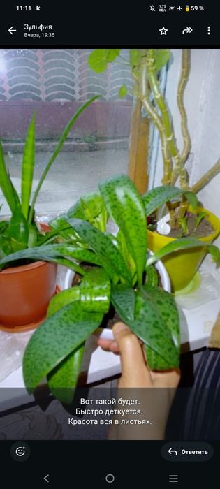 Обмен горшки для рассады.