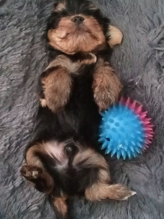 Йоркширский терьер