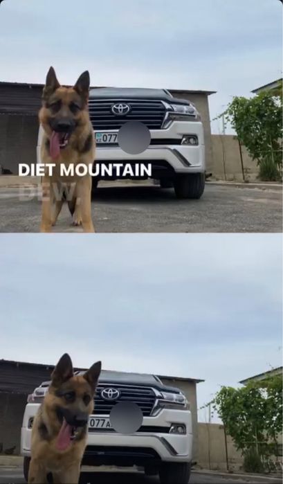 Немецкая овчарка сатылады