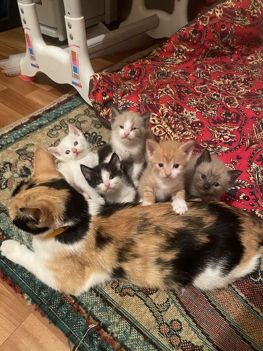 Отдам даром котят