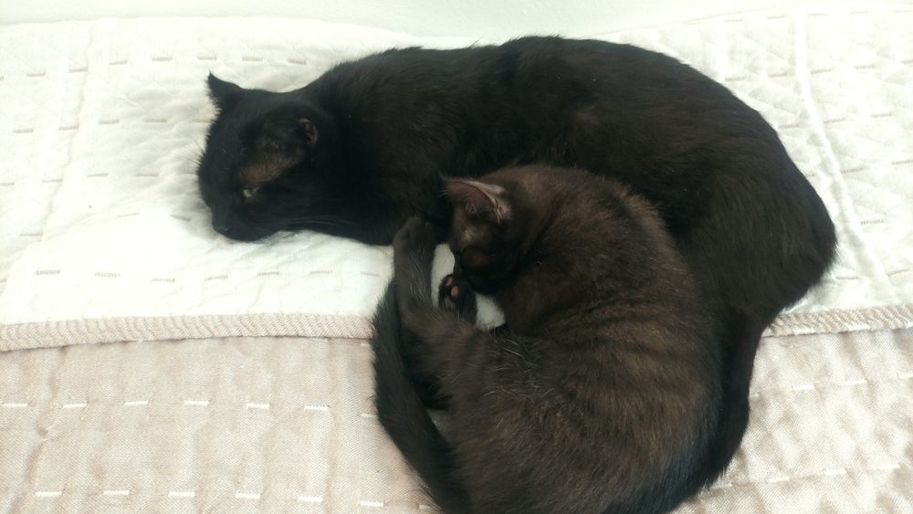 Котят в добрые руки