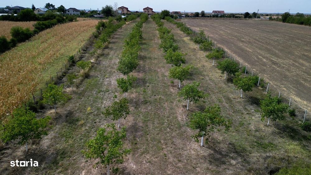 Vanzare teren 9654 mp, deschidere 27m, comuna Dobra, sat Dobra