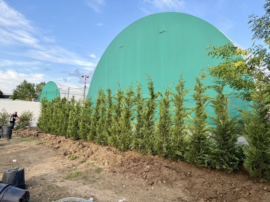 Chiparos leylandii verde pentru gard viu