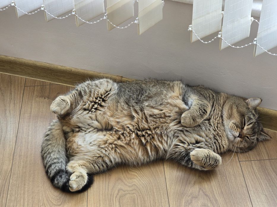 Продавам британски котарак с шарка таби