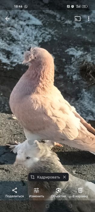 Голуби турецкие такла