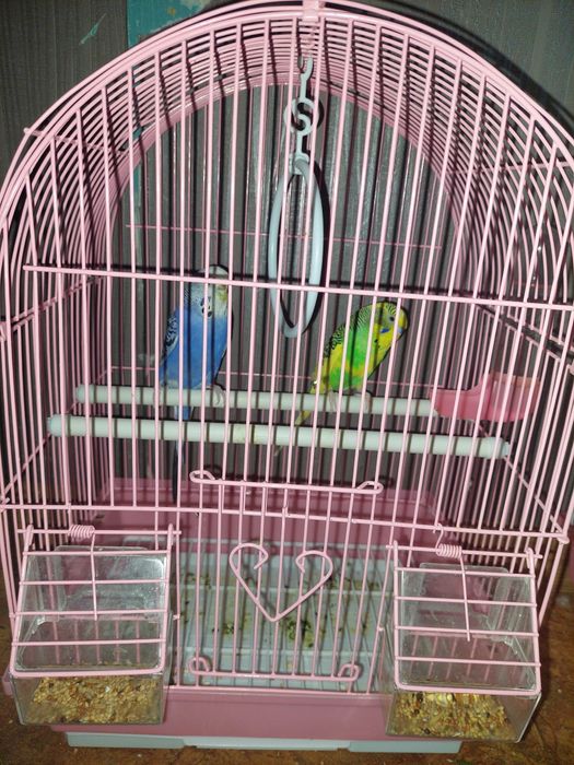 Продам папугайа.