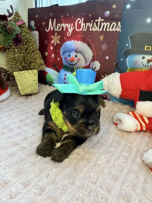 Щенки йоркширского терьера