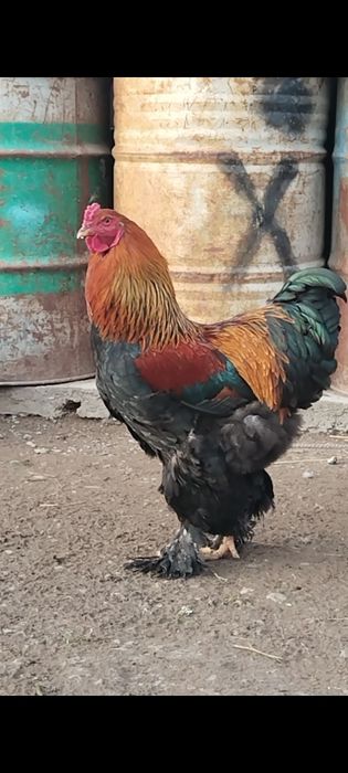 Продаю петухов куропатчатый