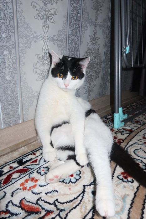 Кошка в любящую семью!