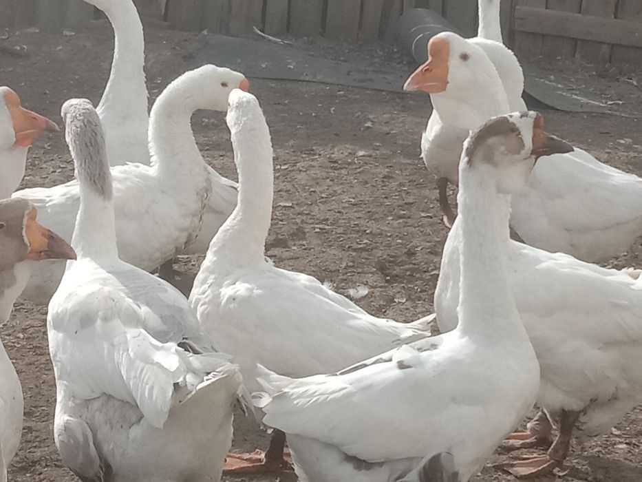 Продам домашних гусей