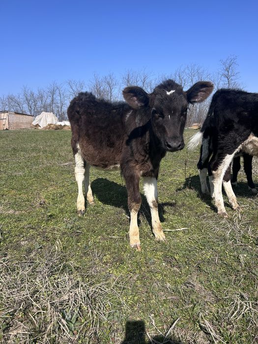 Vand vitele si o capra