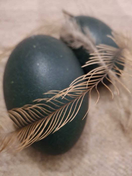 Оплодени яйца от Ему