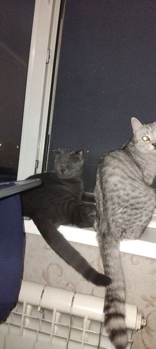 Котята британские