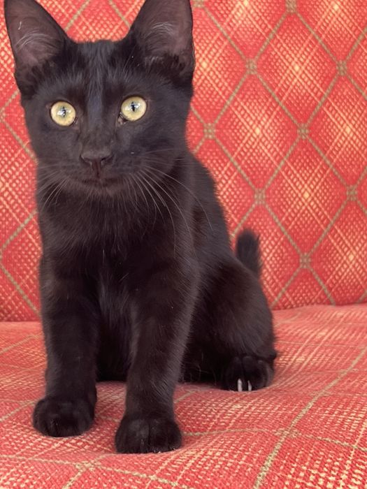 Чёрный котенок, г.Маргилан