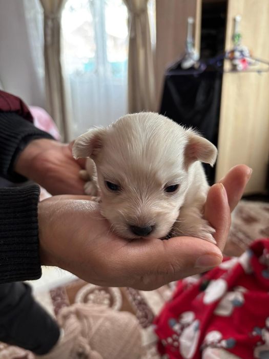 Cauta alta casa căței bichoni două femele si un mascul