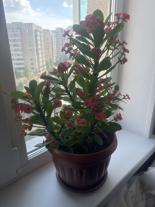 Продам Комнатные растения