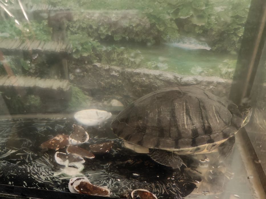 Красноухая черепаха