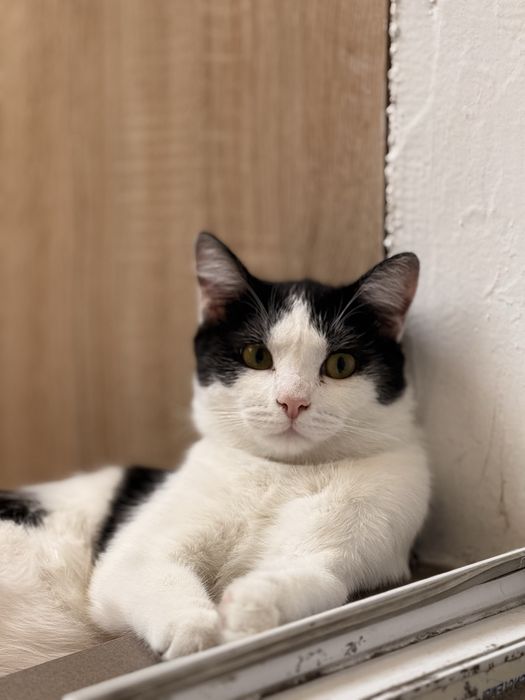 Отдам котика в добрые руки