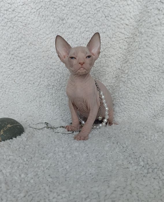 Котенок донского сфинкса с документами