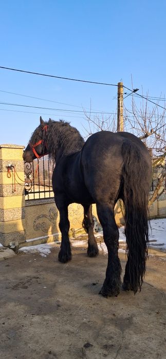 Vând  cal semi greu