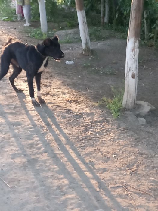 Алабай кучу еркак