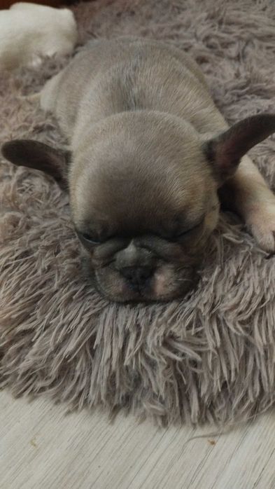 Френски булдог, домашен приятел