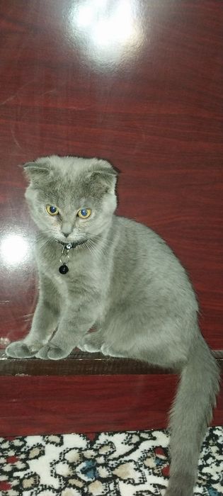 sardor karimov Samarqand viloyati