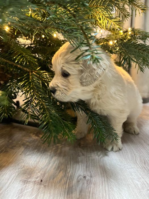 Pui golden retriever