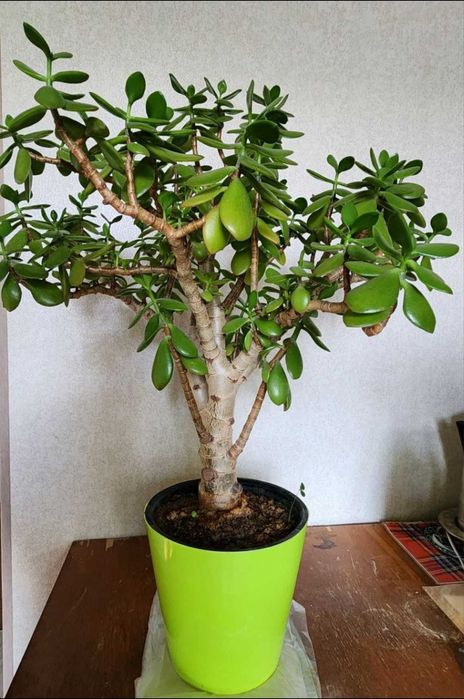 Растение "Красула" - (Денежное дерево)