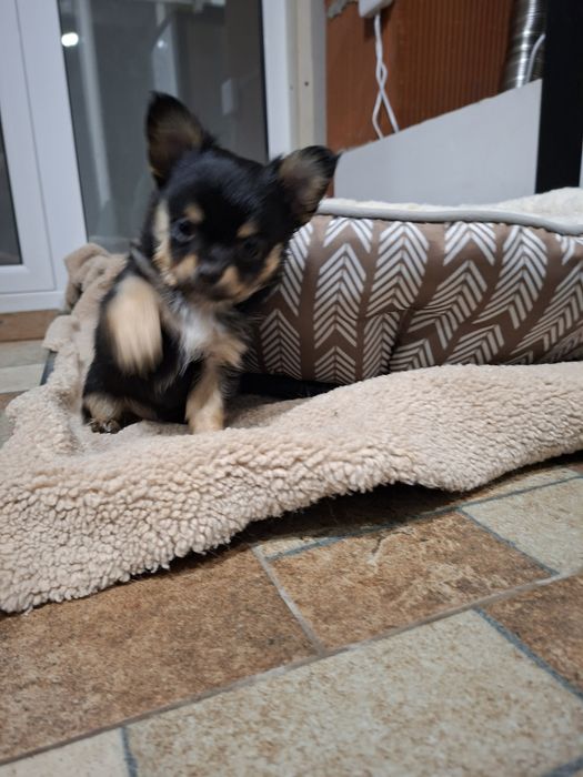 Чихуа на два месеца