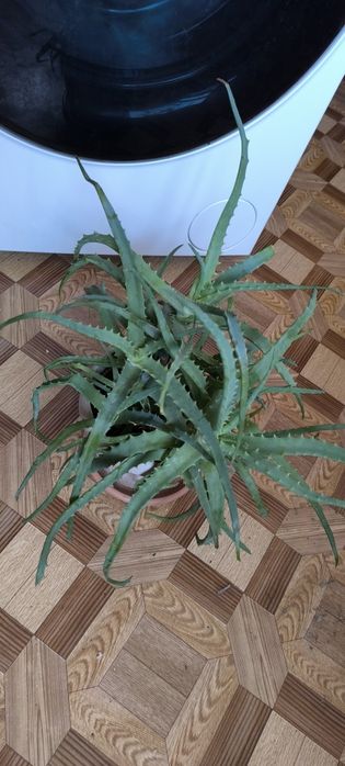 Алоэ взрослый лечебный