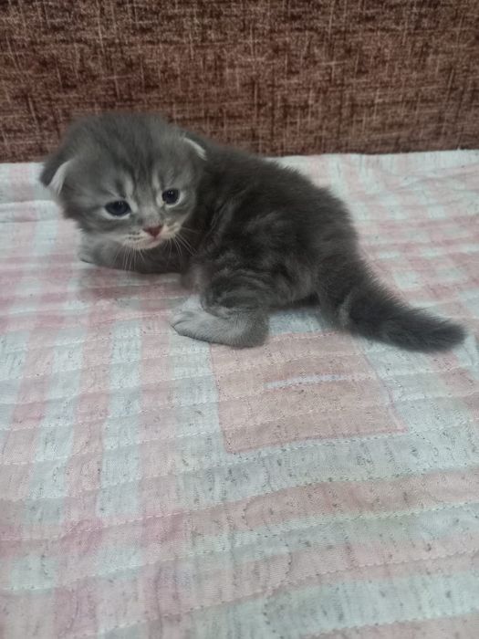 Шотландские котята