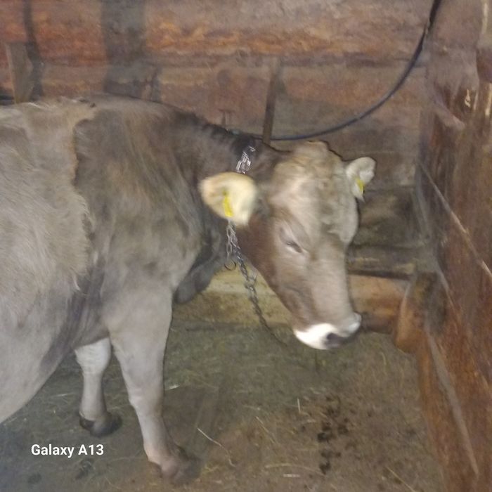 De vînzare vacă și jurincă