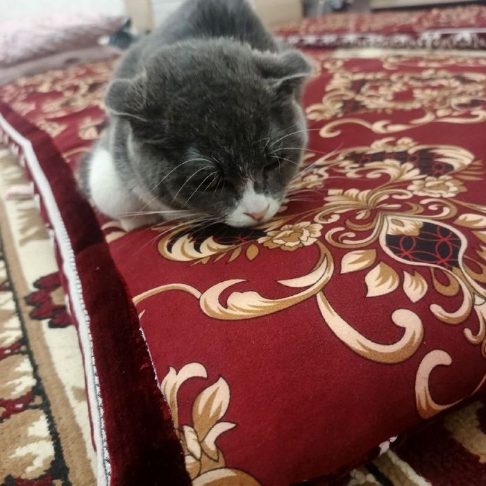 Мушук британские