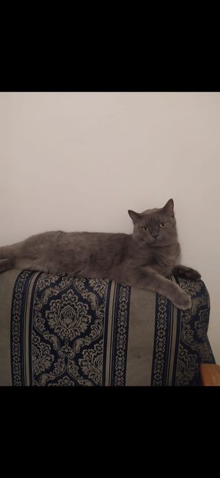 Отдам в добрые руки кота