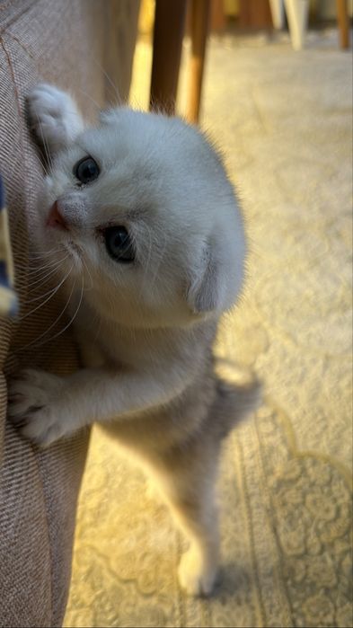 Котята вислоухие шиншиллы