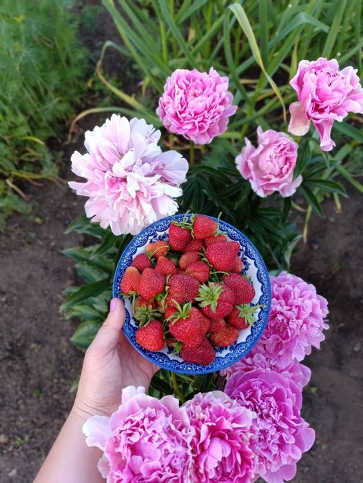 Продам рассаду клубники
