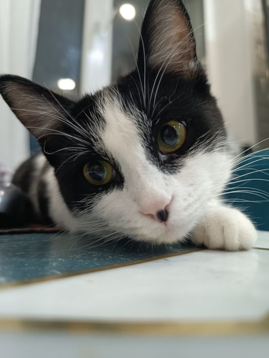 Отдам кошечку в добрые руки