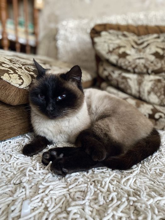 Сиамская кошечка