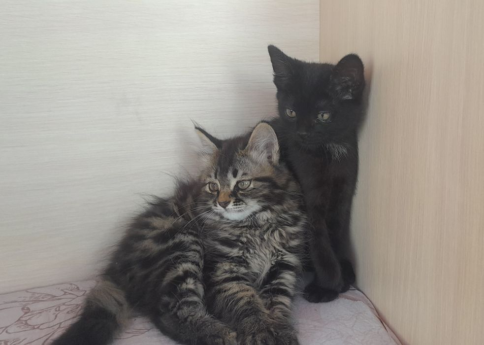 Отдам котят (девочки )в добрые руки
