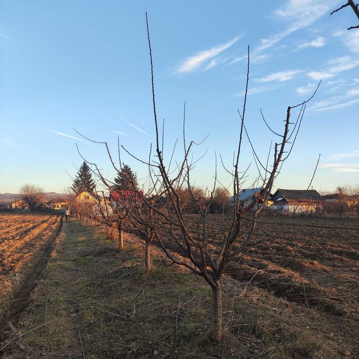 Taieri, toaletari pomi fructiferi