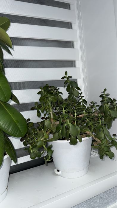 продам денежное дерево