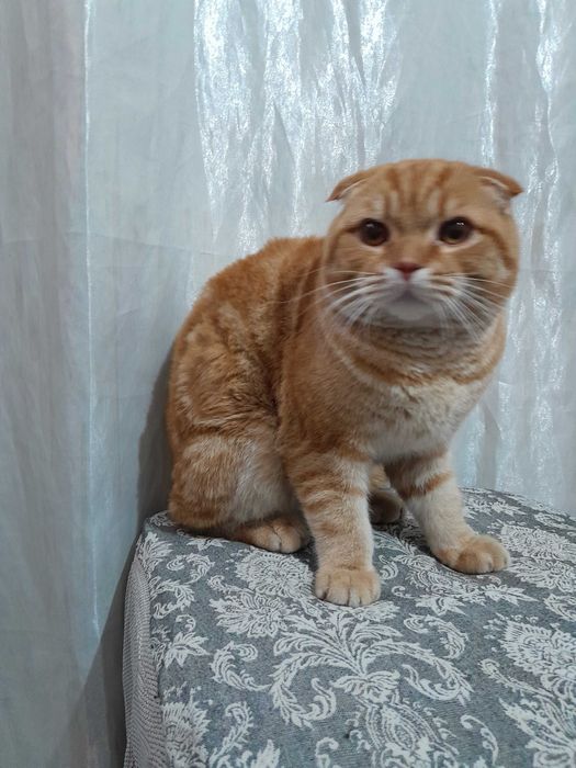 Mushuklar otasi skotish