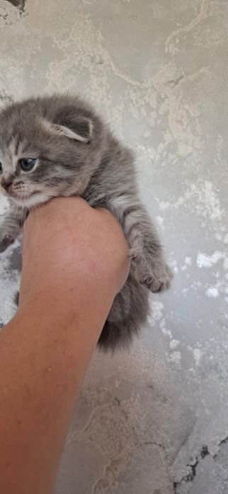 Скоттиш Фолд и Страйт.