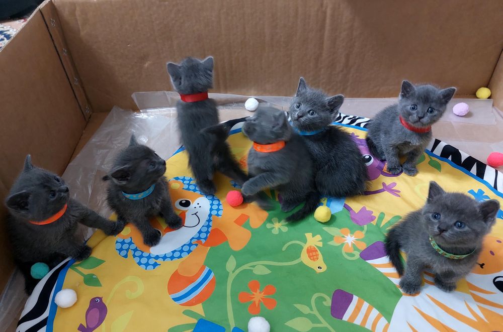 Британские котята