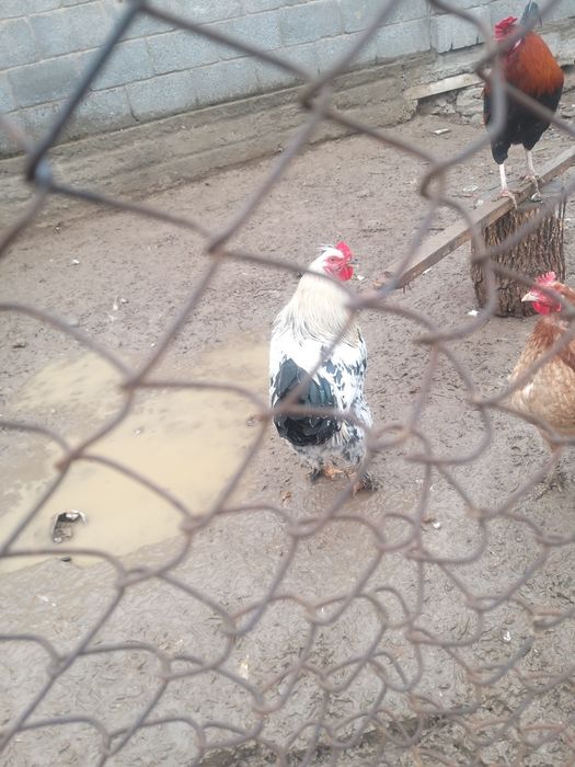 продаётся молодые петушки