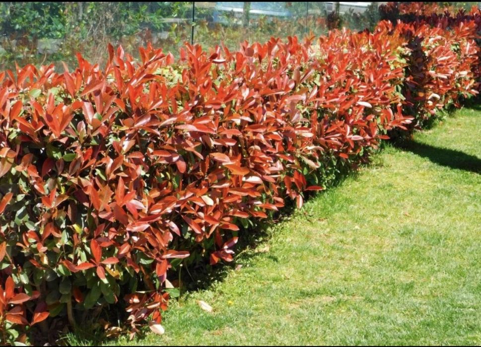 Фотиния-(Photinia Red Robin)