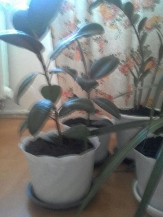 Цветы фикус, 5000 тенге