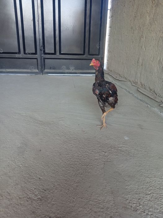 Куланги тоза зотли