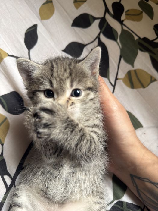 Отдам котяток в добрые руки